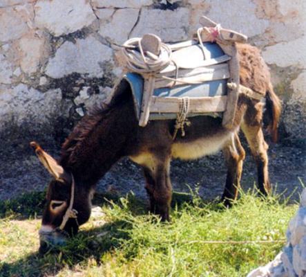 Photograph of a donkey carrying a wooden frame, used to support loads