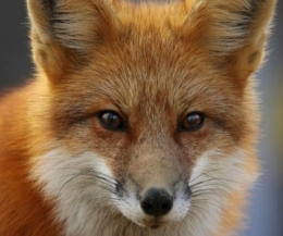 fox